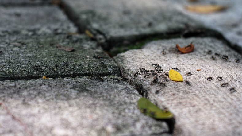 Tiny black ants walk on a paved sidewalk carrying leaves.