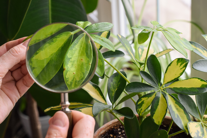 A person using a magnifying glass to inspect an indoor houseplant for pests.
