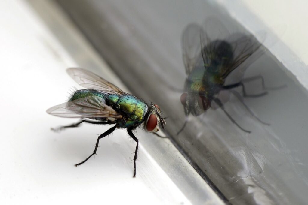 A house fly rests by its reflection in a glass window
