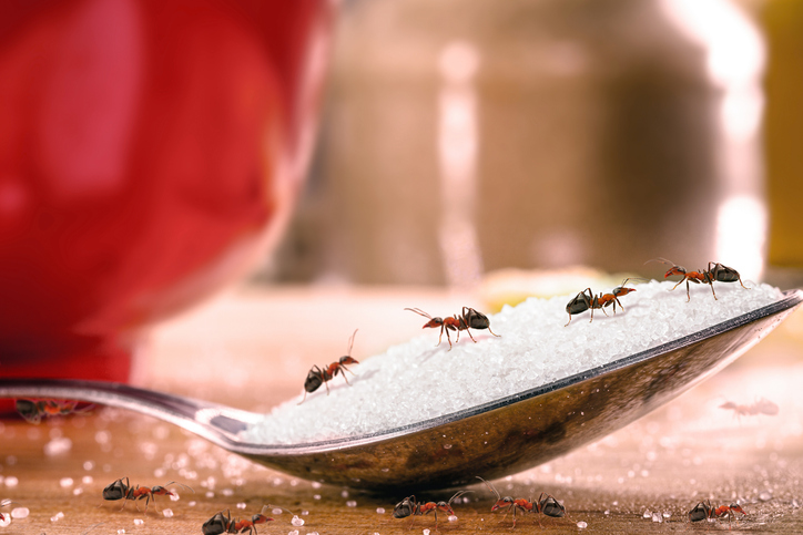 Red ant scouts march along a wooden counter and a spoon full of sugar.