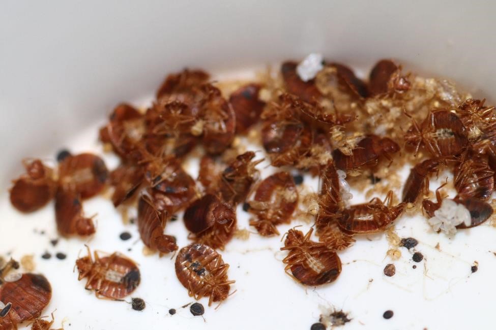 A close-up picture of a group of bed bugs resting on a piece of beige fabric, surrounded by excrement and larvae.