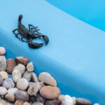 A black scorpion walks across the blue railing of a pool.