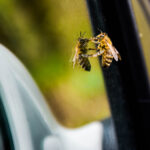 A honey bee resting on a glass car window.