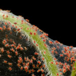 Tiny red spider mites spin webbing on an indoor house plant.