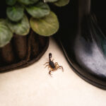 A dark brown scorpion sitting between a plant pot and a pair of rain boots.