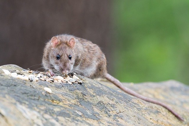 Rat eating food.