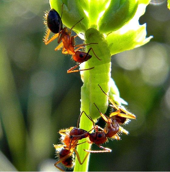 Ants in a garden.
