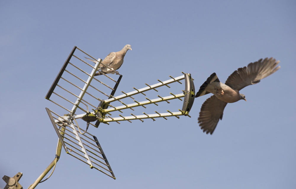 Pair of Woodpigeons on a tv aerial as one flys away.