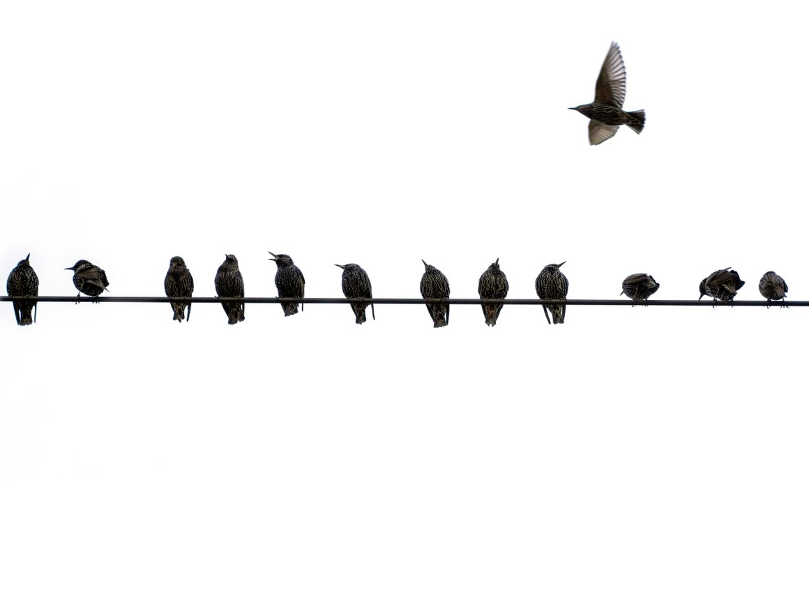 Birds sitting on telephone wire.