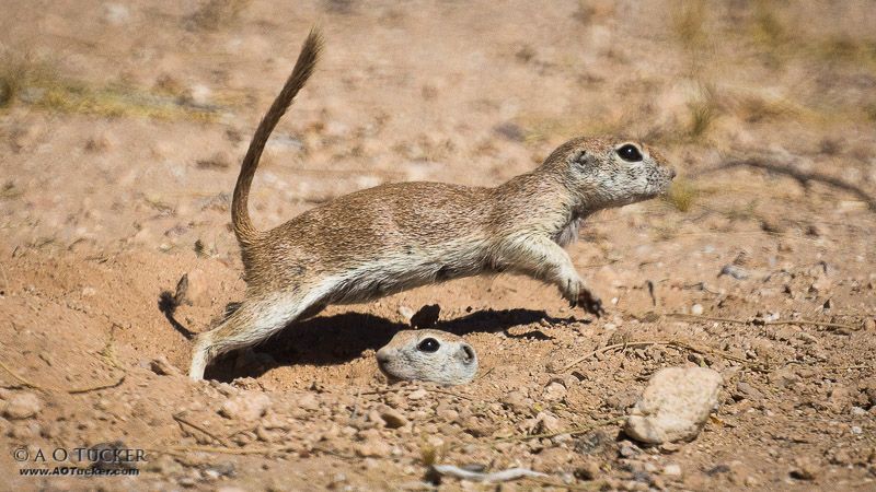 ground squirrel leaping