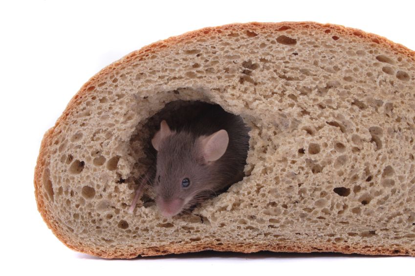 Mouse in a loaf of bread.