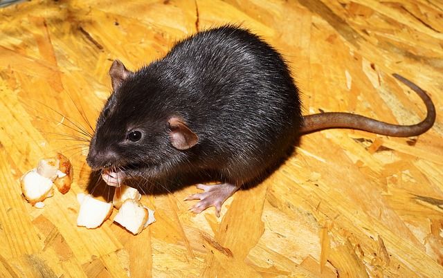 Norway rat eating food.