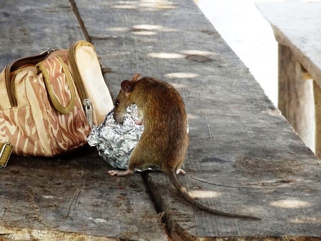 Are Pack Rats The Most Damaging Force In The Sonoran Desert Burns 