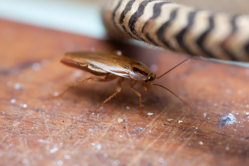 Cockroach on table.