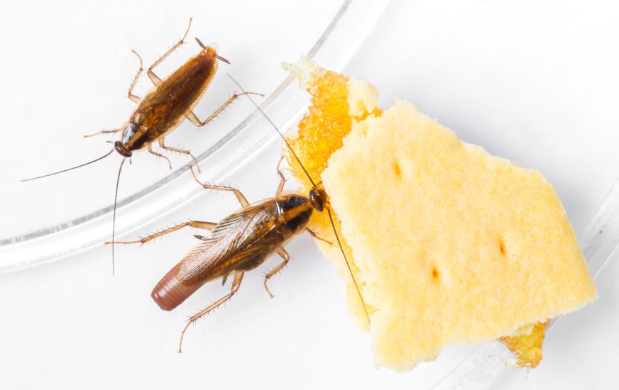 Roaches eating crackers.