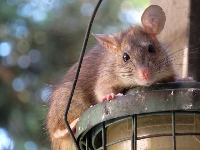 Rat on bird feeder.
