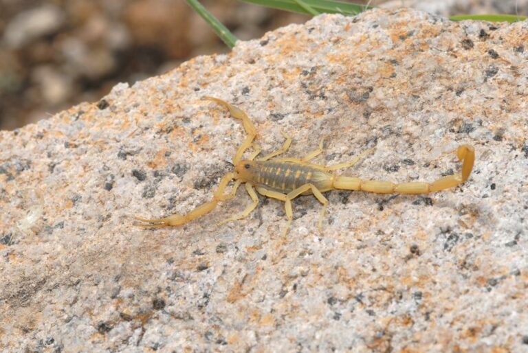 A Guide to Scorpions in Arizona Burns Pest Elimination