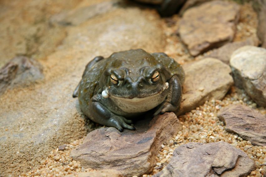 Sonoran Desert Toad.