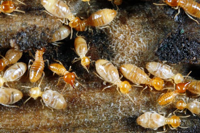 Termites.