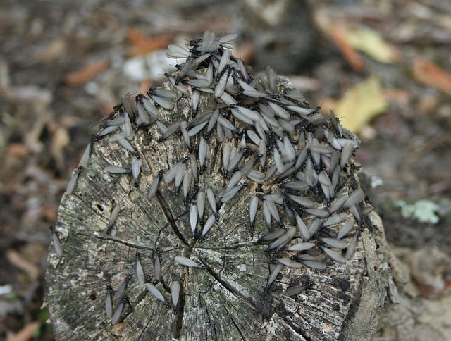 Termites on Wood.