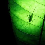 Backlit silhouette of a cricket crawling on a green leaf