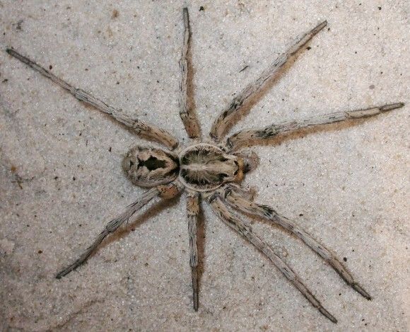 common house spiders