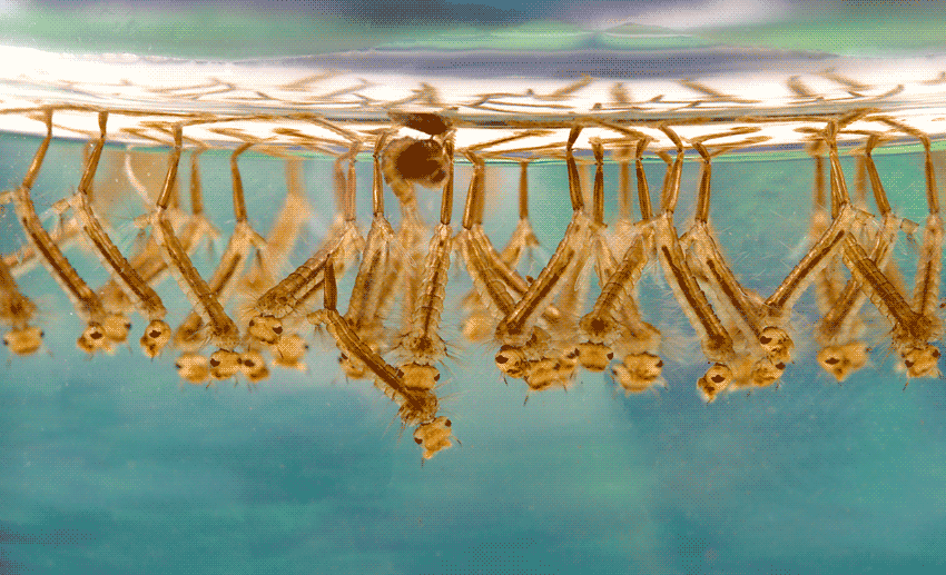 mosquito larvae.