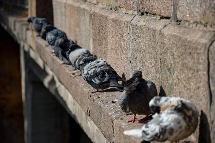 pigeons roosting on AZ home