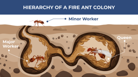 red ants nest