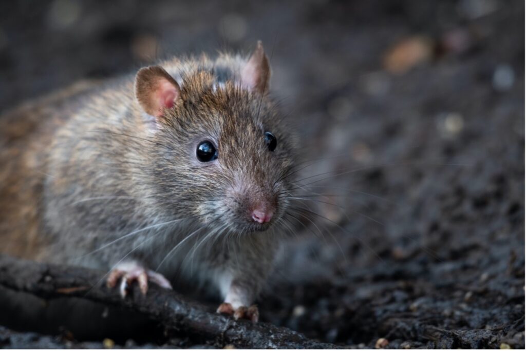 a Norway rat