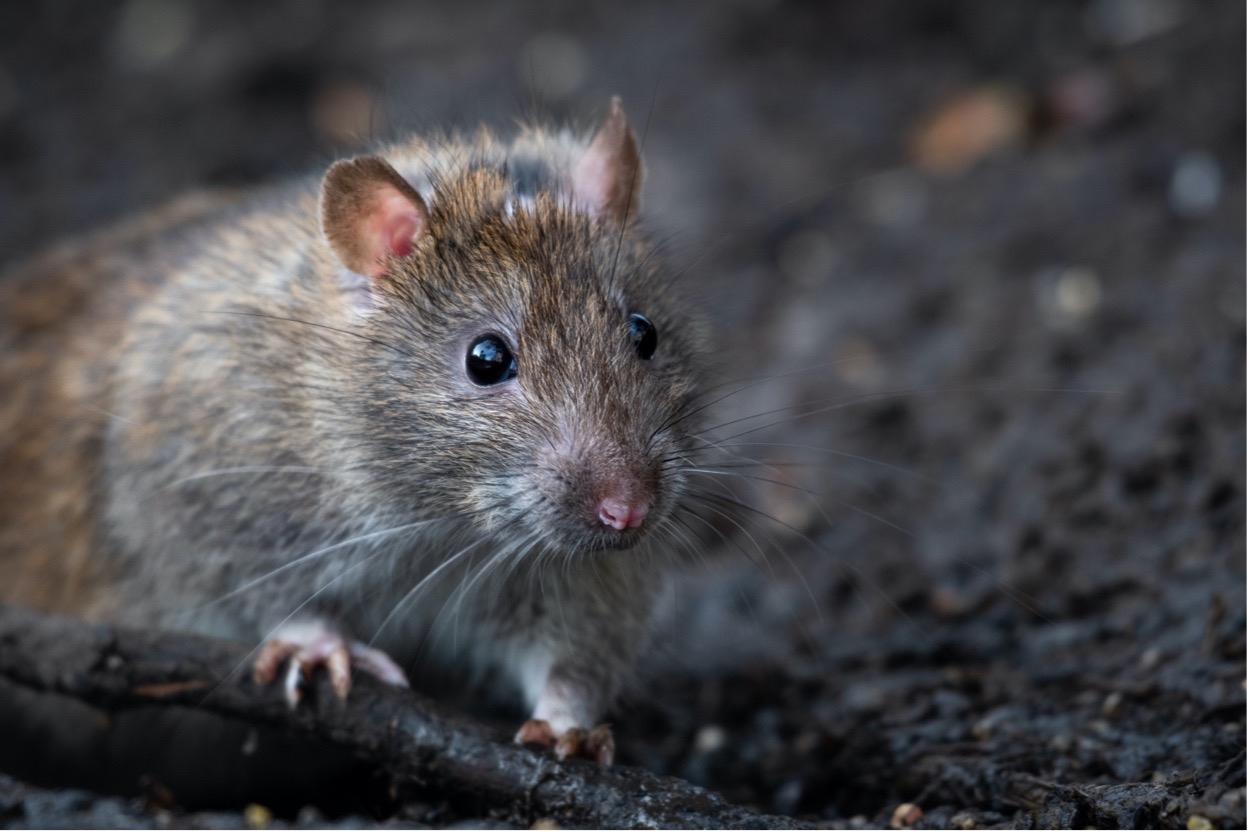 How Rodents Enter Homes | Burns Pest Elimination