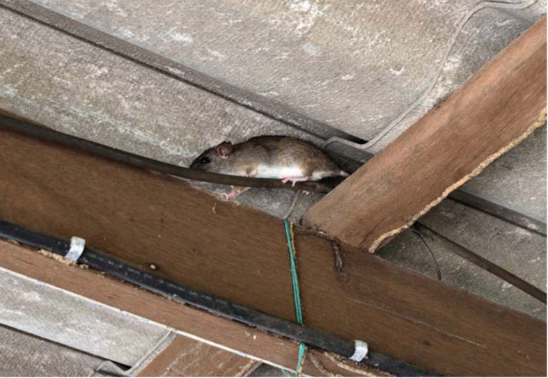 a roof rat crawling near the ceiling