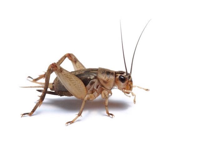 cricket on white background