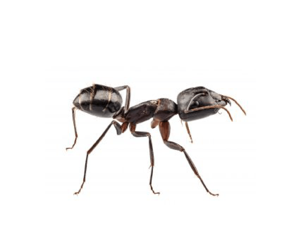 Black carpenter ant.