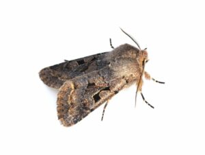 moth on white background