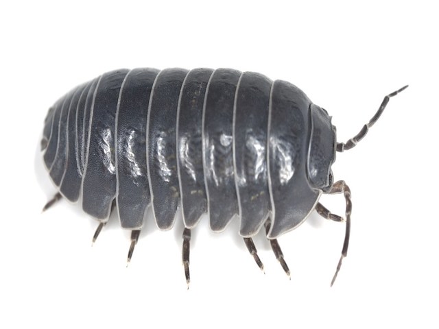 pillbug or sowbug on white background