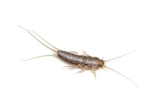 silverfish on white background