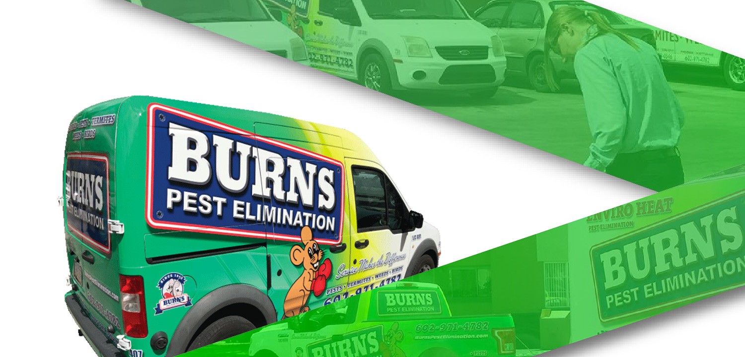 Bed Bug Removal Phoenix, Tucson, Las Vegas Burns Pest