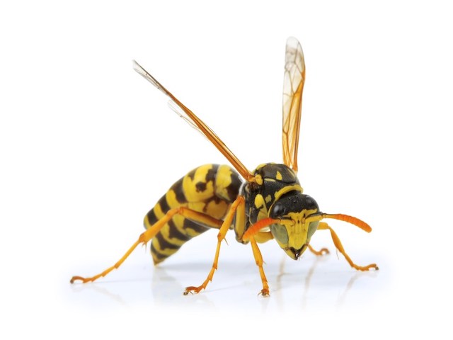 Why Are Yellow Jackets Dangerous?