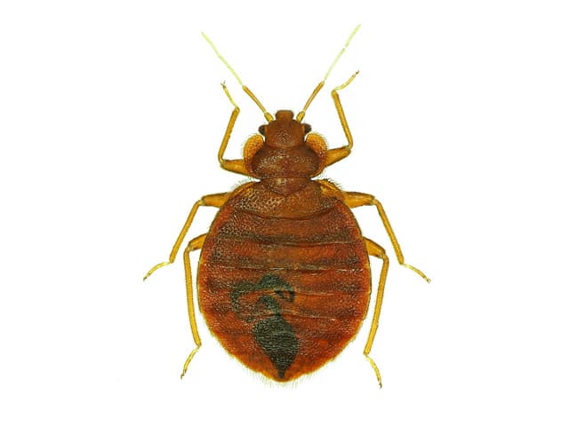 Bed bug on white background