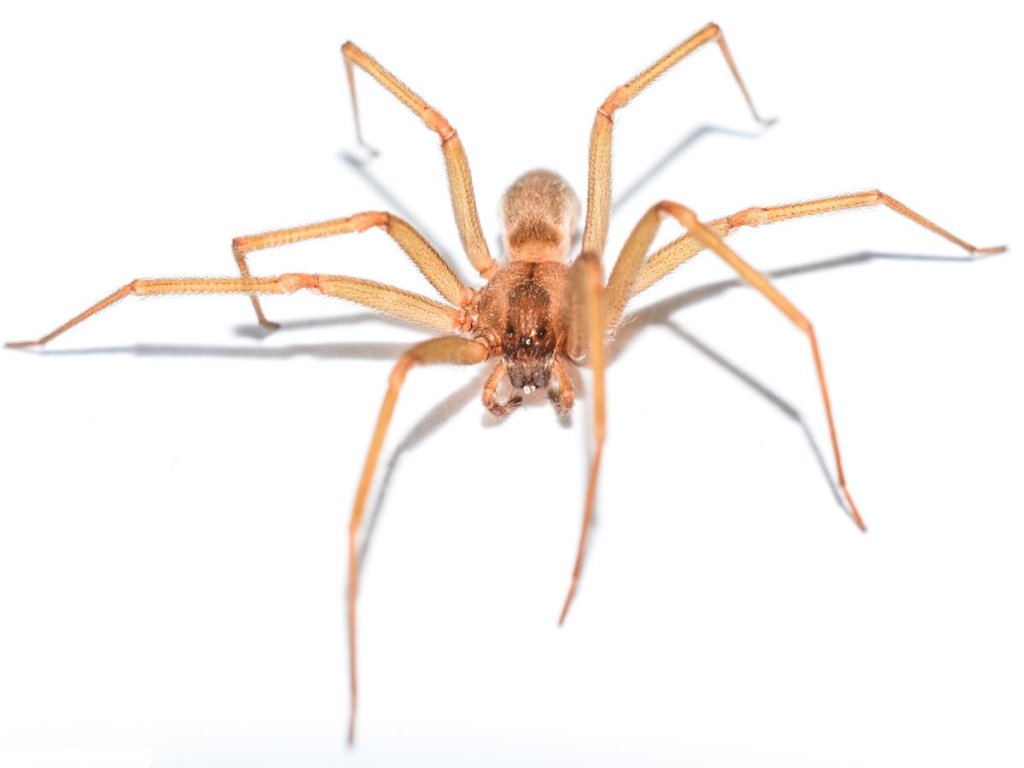 Light brown recluse spider.
