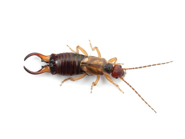 earwig on white background