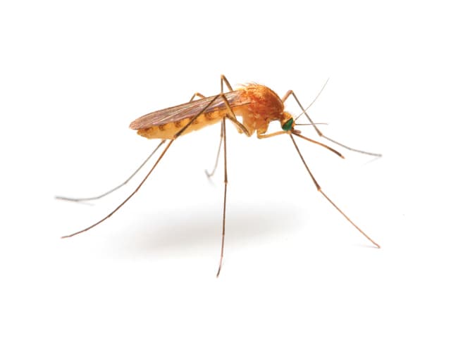 mosquito on white background