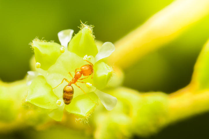 Closeup small red ant on flowers, Beautiful nature and copy space.