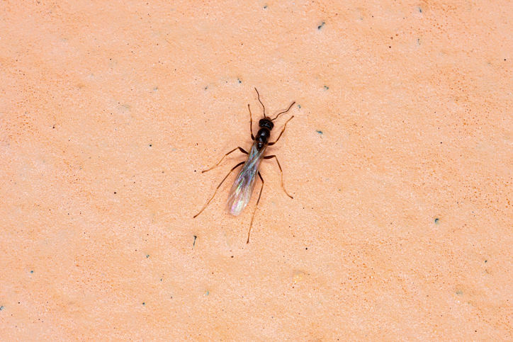 Odorous Ant of the Subfamily Dolichoderinae