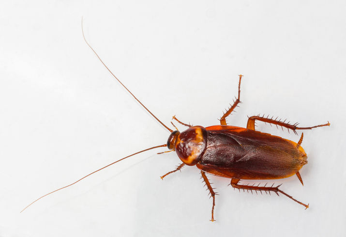 American cockroach with long antennas.