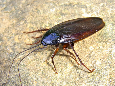 Brown cockroach.