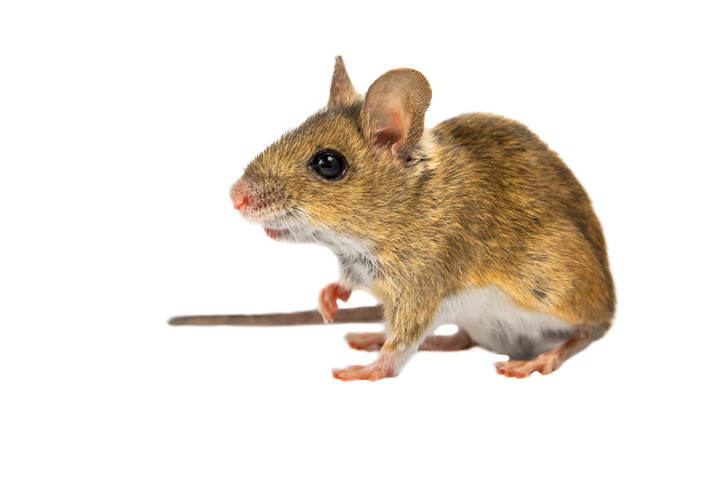 Wood mouse (Apodemus sylvaticus) with cute brown eyes looking in the camera on white background