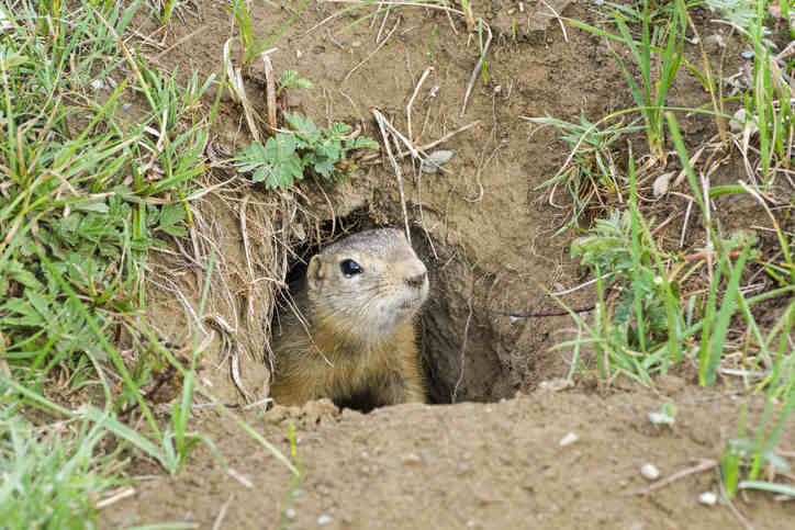 Ground squirrel peeping out of a hole.