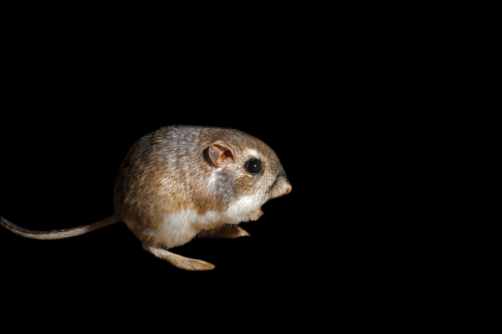 Merriam's kangaroo rat (Dipodomys merriami) native to the Sonoran desert, Baja California and northern Mexico against black background